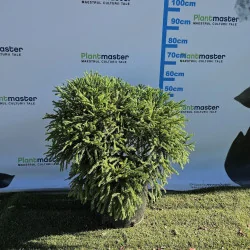 Cryptomeria Globosa Nana