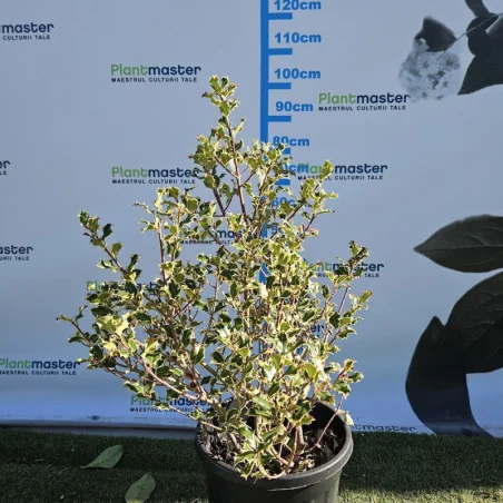 Ilex aquifolium ‘Argenteomarginata’ – Laur japonez variegat GLOB nr2, arbust veșnic verde decorativ