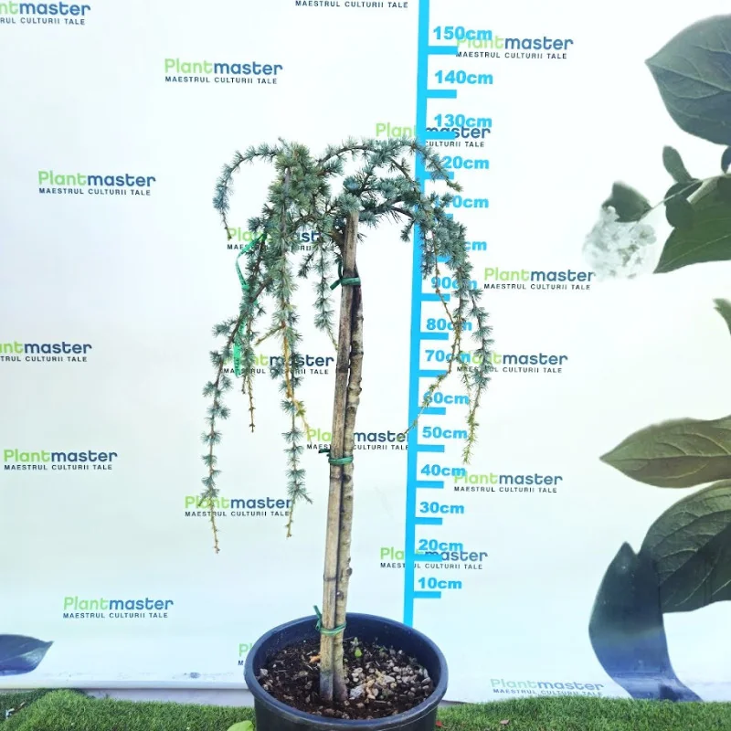 🌲 Cedrus atlantica ‘Glauca Pendula’ 18 L pe port – conifer spectaculos cu ramuri plângătoare și frunziș albastru-argintiu