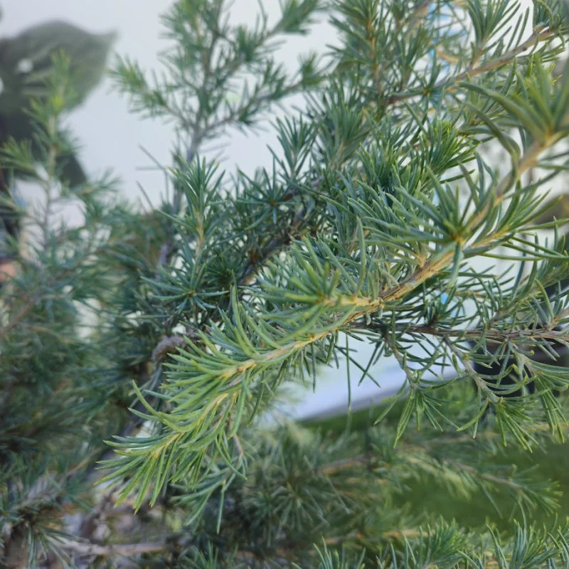 🌲 Cedrus atlantica ‘Glauca Pendula’ 18 L pe port – conifer spectaculos cu ramuri plângătoare și frunziș albastru-argintiu