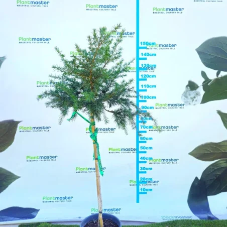 🌲 Cedrus deodara ‘Feeling Blue’ pe port – cedru albastru pitic, spectaculos și elegant