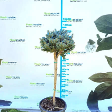 🌲 Picea pungens ‘Silver Nana’ pe port înalt – molid argintiu pitic, elegant și decorativ