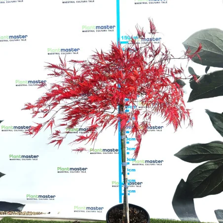 Acer palmatum Dissectum Garnet 1m – Arțar Japonez Pletos cu Frunziș Roșu-Purpuriu Spectaculos 🍁✨