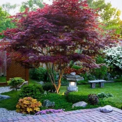 Acer palmatum Bloodgood 2M – Arțar Japonez cu Frunziș Roșu-Purpur 🍁🌿
