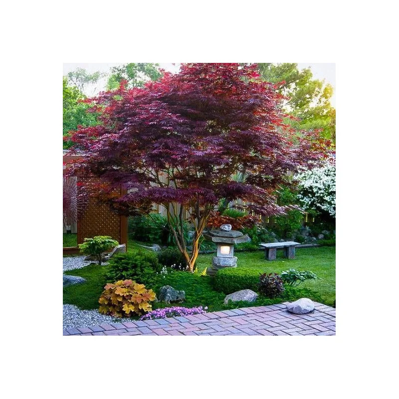 Acer palmatum Bloodgood 2M – Arțar Japonez cu Frunziș Roșu-Purpur 🍁🌿
