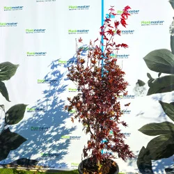 Acer palmatum Bloodgood 2M – Arțar Japonez cu Frunziș Roșu-Purpur 🍁🌿