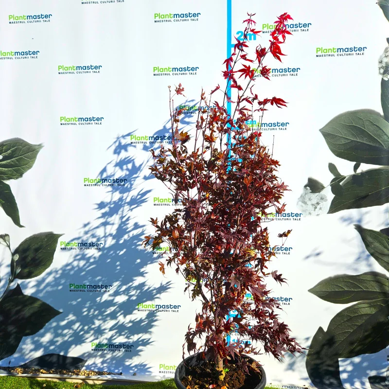 Acer palmatum Bloodgood 2M – Arțar Japonez cu Frunziș Roșu-Purpur 🍁🌿