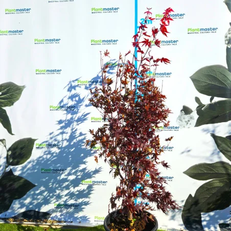 Acer palmatum Bloodgood 2M – Arțar Japonez cu Frunziș Roșu-Purpur 🍁🌿