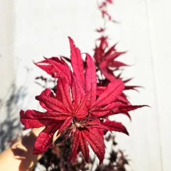 Acer palmatum Bloodgood 2M – Arțar Japonez cu Frunziș Roșu-Purpur 🍁🌿