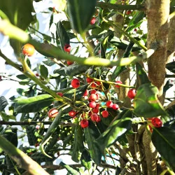 Ilex Nellie Stevens – Laur Japonez de 3 m Evergreen cu Frunziș Dens și Rezistență la Vânt 🌿✨