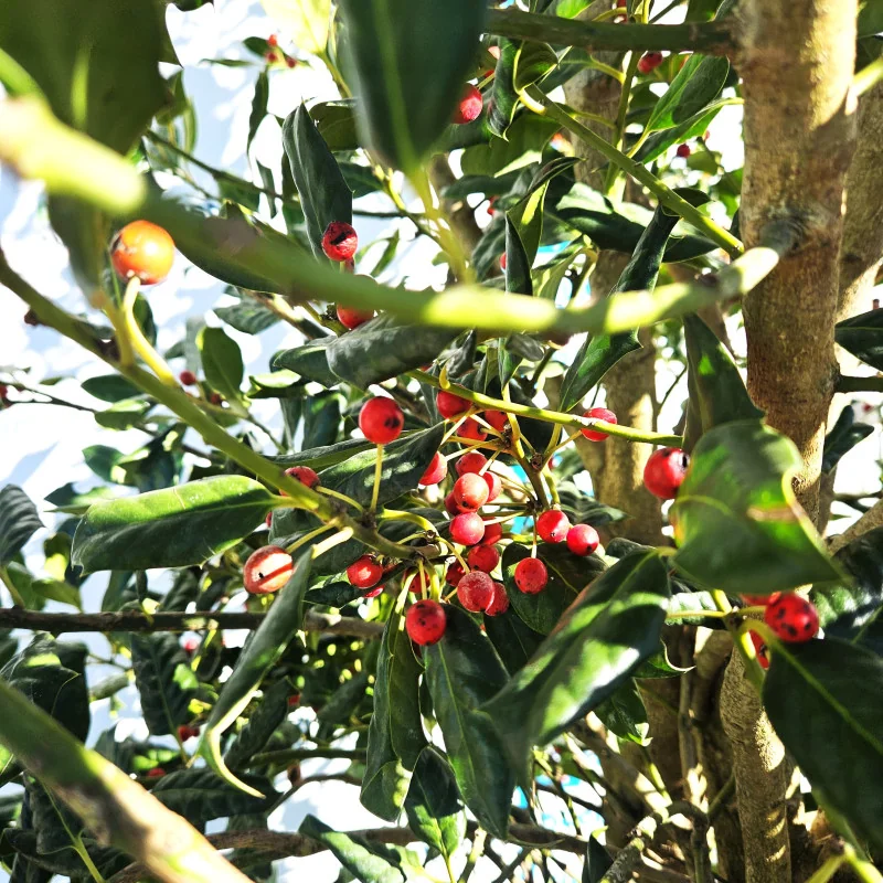 Ilex Nellie Stevens – Laur Japonez de 3 m Evergreen cu Frunziș Dens și Rezistență la Vânt 🌿✨