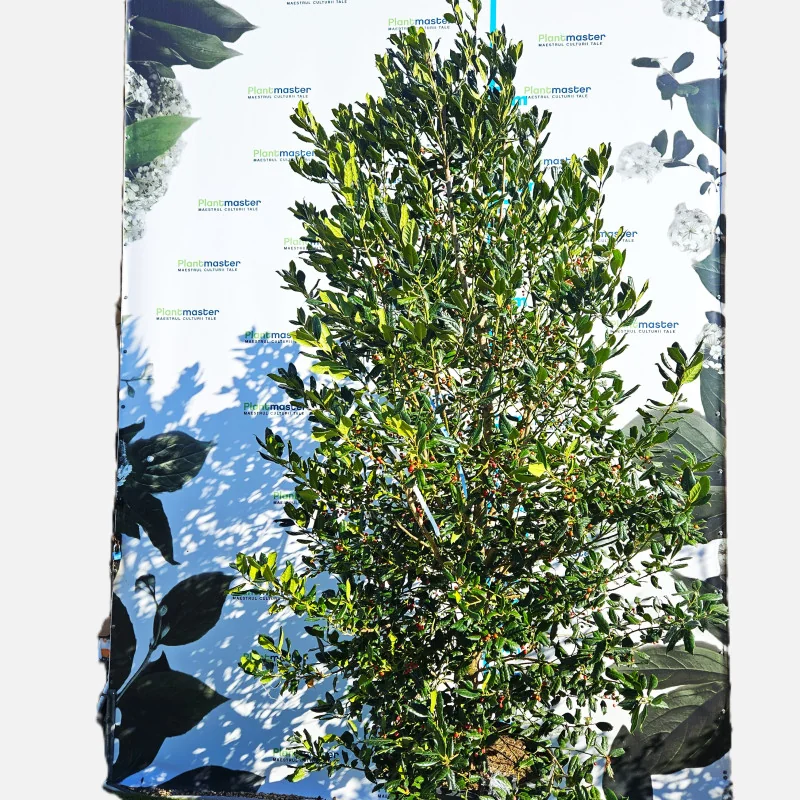 Ilex Nellie Stevens – Laur Japonez de 3 m Evergreen cu Frunziș Dens și Rezistență la Vânt 🌿✨
