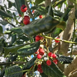 Ilex Nellie Stevens – Laur Japonez de 2.6 m Evergreen cu Frunziș Dens și Rezistență la Vânt 🌿✨