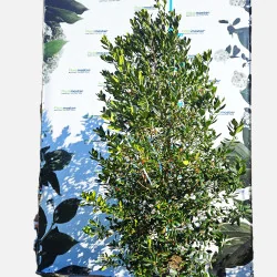 Ilex Nellie Stevens – Laur Japonez de 2.6 m Evergreen cu Frunziș Dens și Rezistență la Vânt 🌿✨