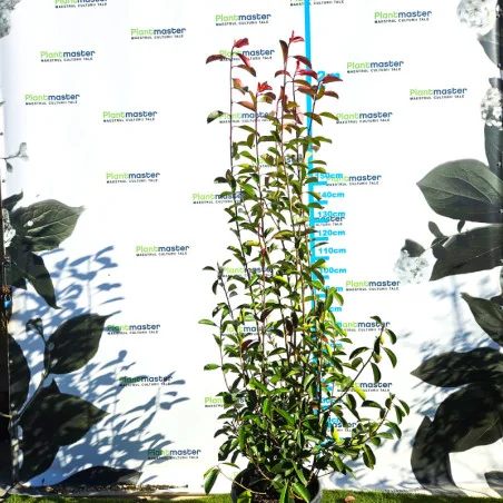 Photinia fraserii x Red robin XXL 170-200 cm