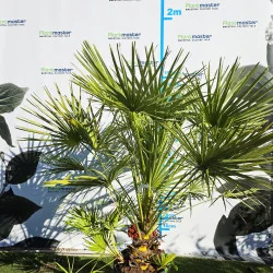 Chamaerops humilis 160cm – Palmier cu o tulpină, rezistent