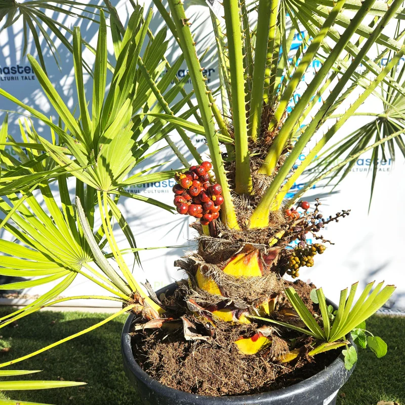 Chamaerops humilis 160cm – Palmier cu o tulpină, rezistent