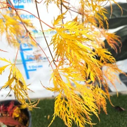 Acer palmatum Dissectum Garnet 60-80cm – Arțar Japonez Pletos cu Frunziș Verde Tomana Devine Galben-Prtocaliu Spectaculos 🍁✨
