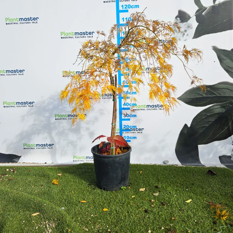 Acer palmatum Dissectum Garnet 60-80cm – Arțar Japonez Pletos cu Frunziș Verde Tomana Devine Galben-Prtocaliu Spectaculos 🍁✨