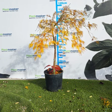 Acer palmatum Dissectum Garnet 60-80cm – Arțar Japonez Pletos cu Frunziș Verde Tomana Devine Galben-Prtocaliu Spectaculos 🍁✨