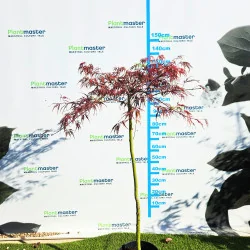 Acer palmatum Dissectum Garnet 60-80cm – Arțar Japonez Pletos cu Frunziș Roșu-Purpuriu Spectaculos 🍁✨