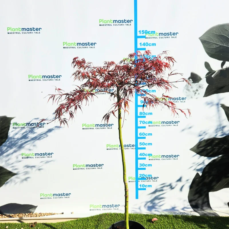 Acer palmatum Dissectum Garnet 60-80cm – Arțar Japonez Pletos cu Frunziș Roșu-Purpuriu Spectaculos 🍁✨