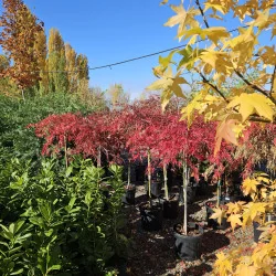 Acer palmatum Dissectum Garnet 60-80cm – Arțar Japonez Pletos cu Frunziș Roșu-Purpuriu Spectaculos 🍁✨