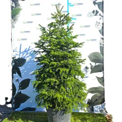🎄 Brad Normandian Superb – 2,5 m, crescut în ghiveci 🌲