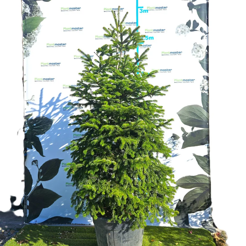 🎄 Brad Normandian Superb – 2,5 m, crescut în ghiveci 🌲
