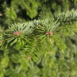 🎄 Brad Normandian Superb – 2,5 m, crescut în ghiveci 🌲