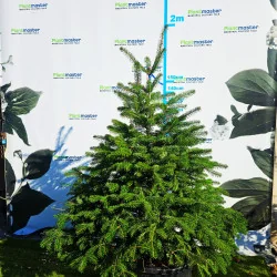 🎄 Brad Normandian Superb – 1,5 m, crescut în ghiveci 🌲