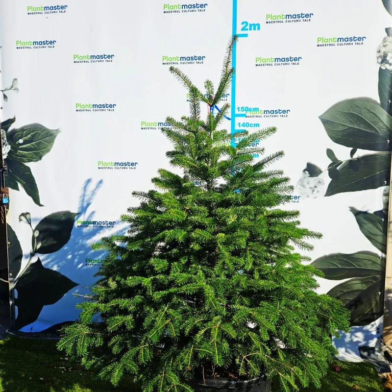 🎄 Brad Normandian Superb – 1,5 m, crescut în ghiveci 🌲