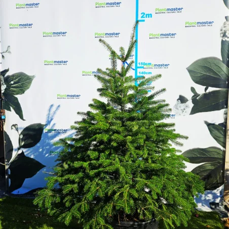 🎄 Brad Normandian Superb – 1,5 m, crescut în ghiveci 🌲