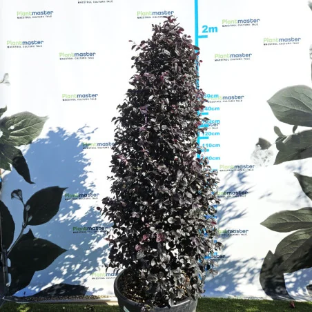 Loropetalum chinense Con 160 cm Premium – Arbust ornamental conic de lux, cu frunze roșii și flori roz