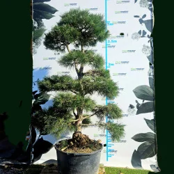 Pinus Nigra Bonsai 270 cm