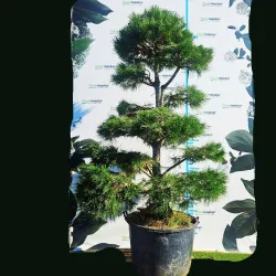 Pinus Nigra Bonsai 270 cm