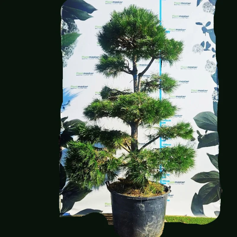 Pinus Nigra Bonsai 270 cm
