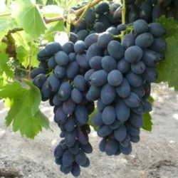 Arbusti vita de vie Kubani, soi de masa