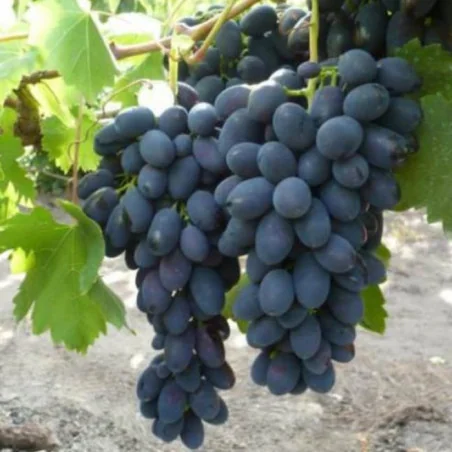 Arbusti vita de vie Kubani, soi de masa