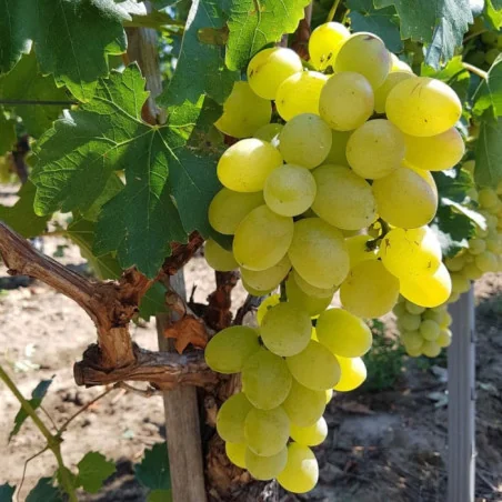 Arbusti vita de vie Victoria, soi de masa