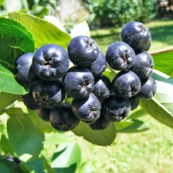 Arbusti Aronia