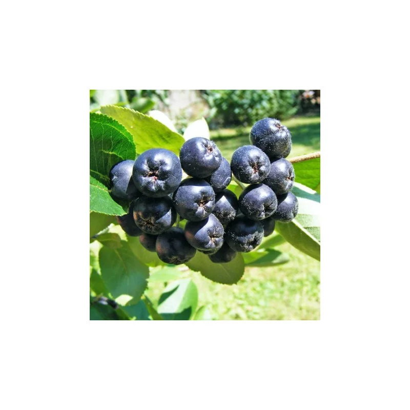 Arbusti Aronia