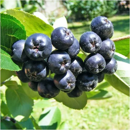 Arbusti Aronia