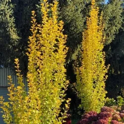Ginkgo biloba – Arborele Pagodelor columnar 2,5m | copac ornamental rar