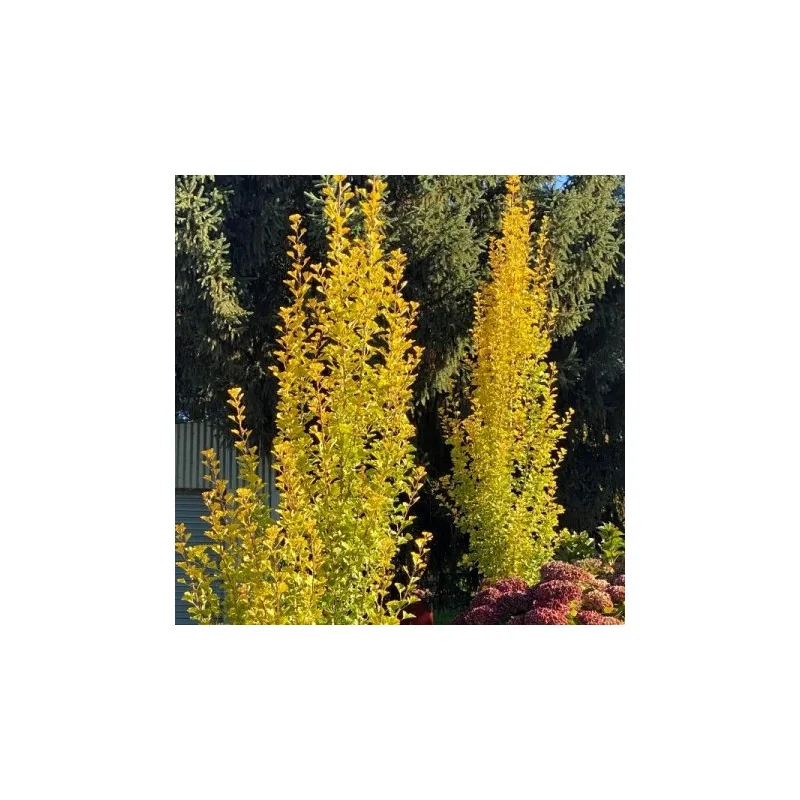 Ginkgo biloba – Arborele Pagodelor columnar 2,5m | copac ornamental rar
