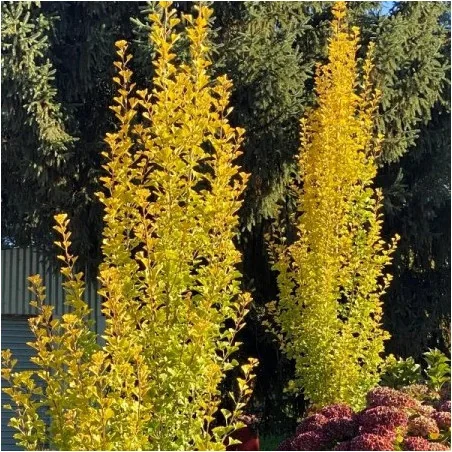 Ginkgo biloba – Arborele Pagodelor columnar 2,5m | copac ornamental rar