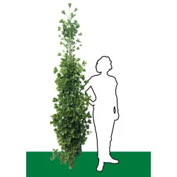 Ginkgo biloba – Arborele Pagodelor columnar 2,5m | copac ornamental rar