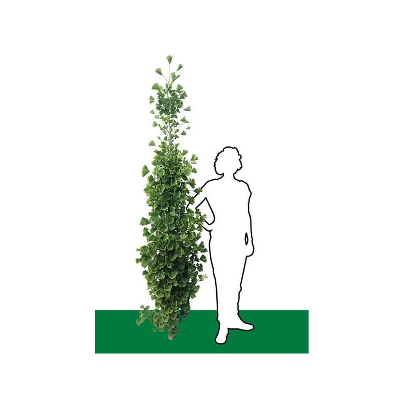 Ginkgo biloba – Arborele Pagodelor columnar 2,5m | copac ornamental rar