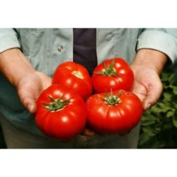 Seminte de tomate Mahitos F1, 1000 sem