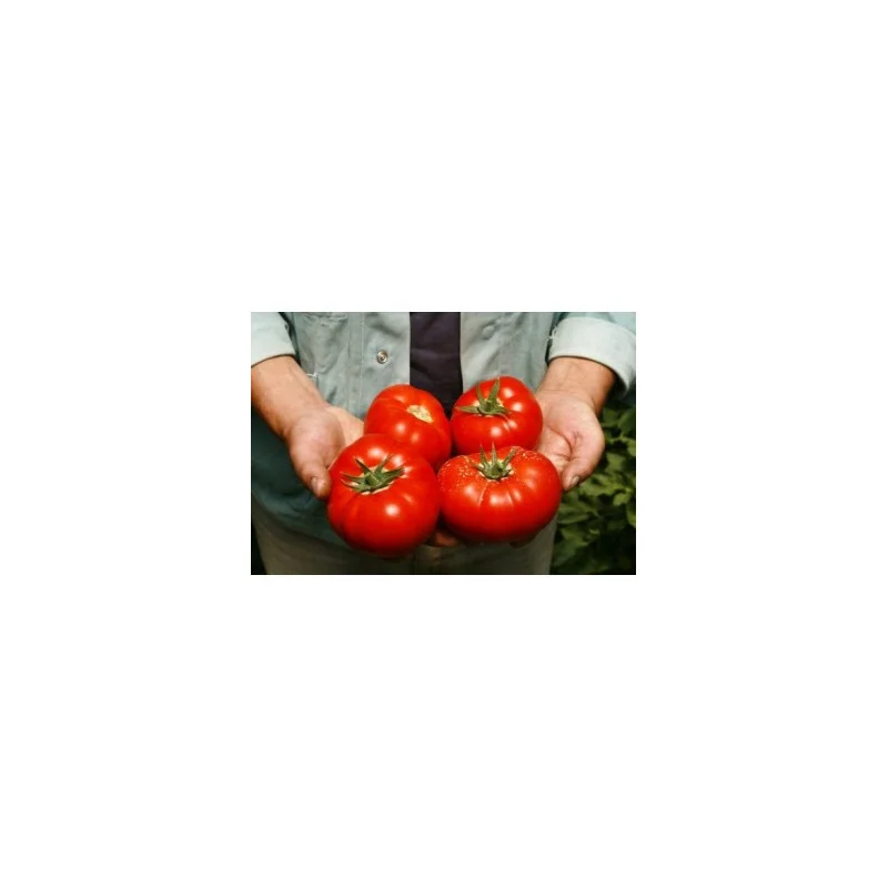 Seminte de tomate Mahitos F1, 1000 sem